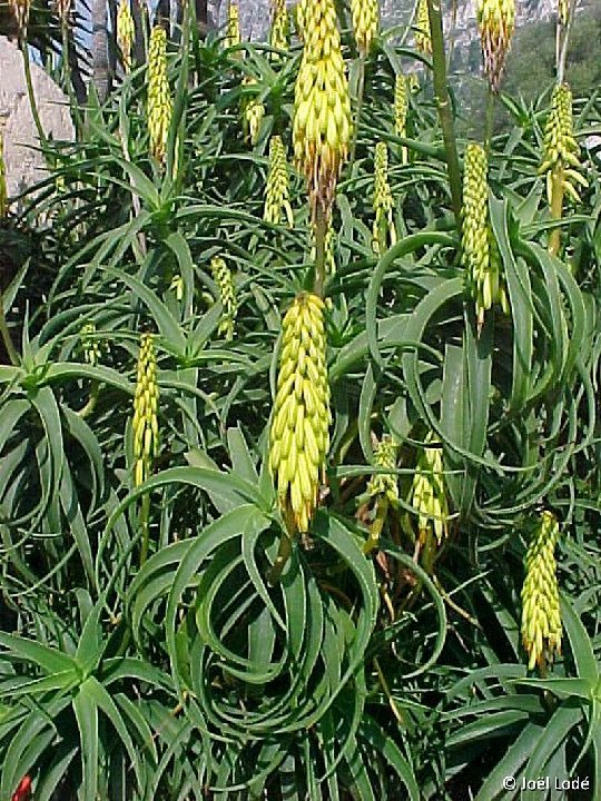 Aloe striatula v. caesia ©JLcoll.4700